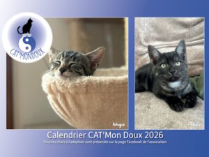 CALENDRIERS 2026 mural et/ou chevalet ENVOI par La Poste avec frais