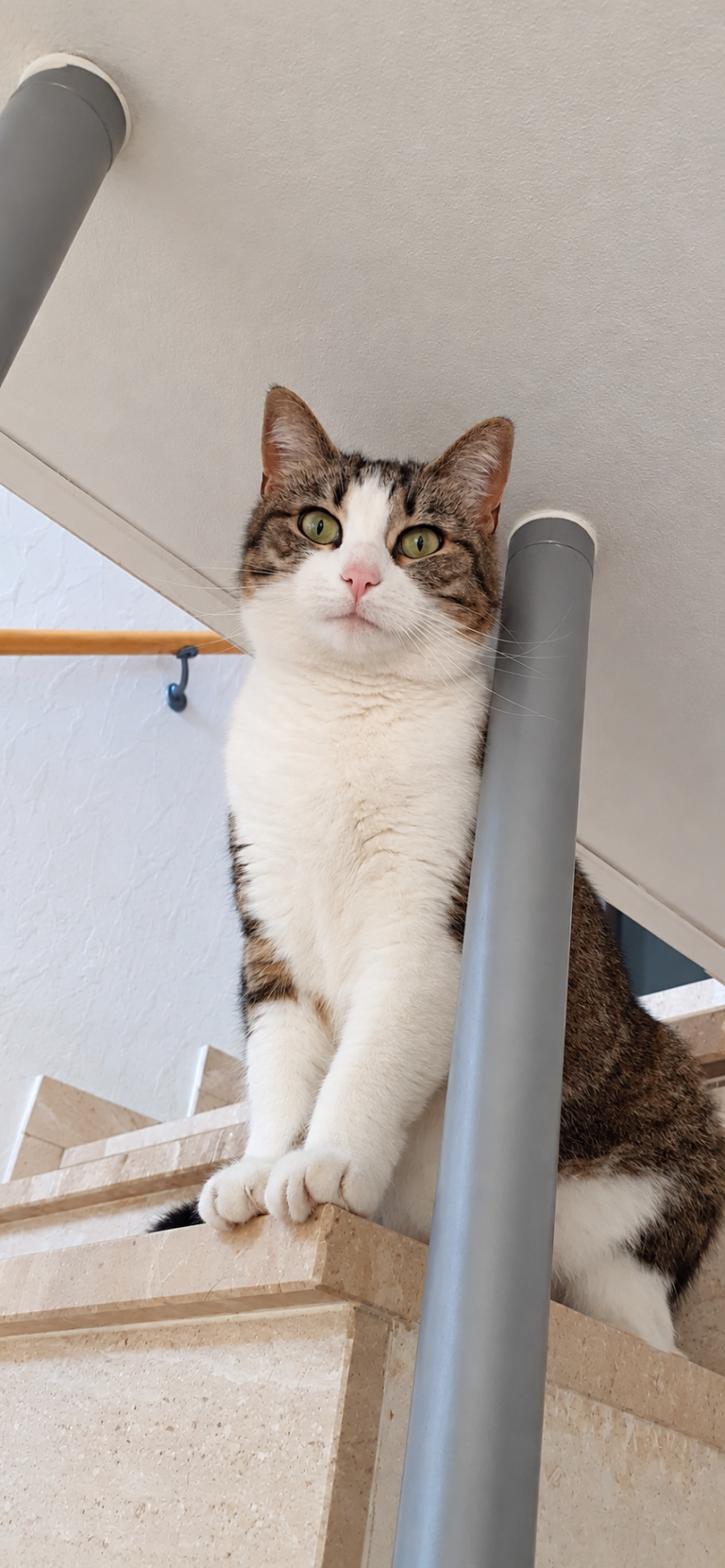 STELLA