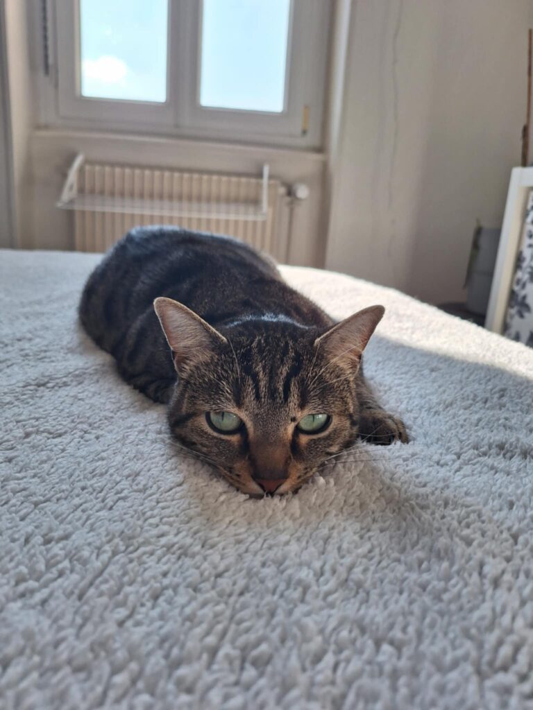 TAMBOUILLE