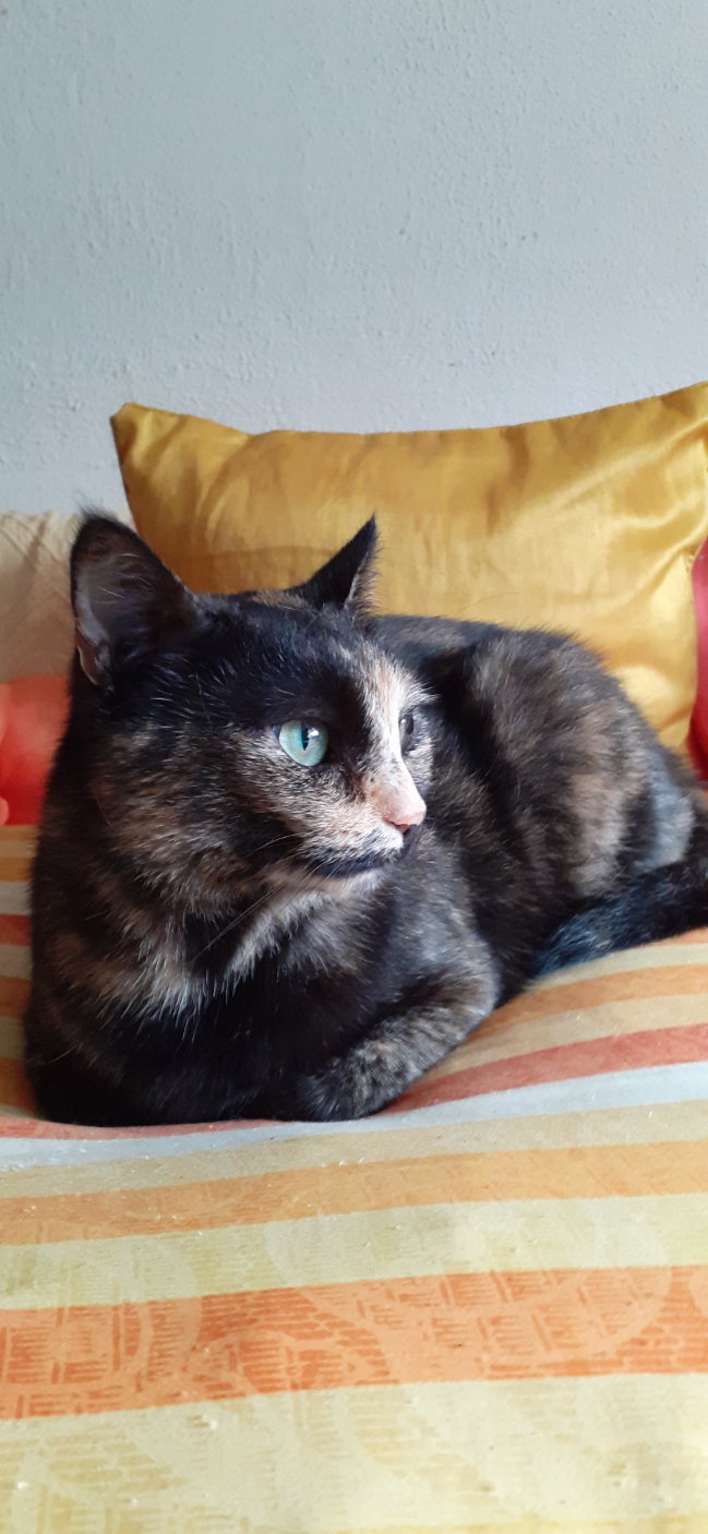 BABOU